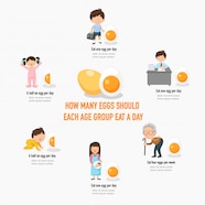 How Many Eggs Should Each Age Group Eat A Day Infographic Vector 