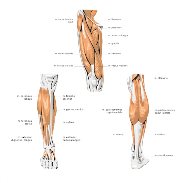 人体解剖学の足の筋肉 プレミアムベクター