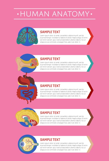 Human anatomy medical poster template with internal organs Vector ...