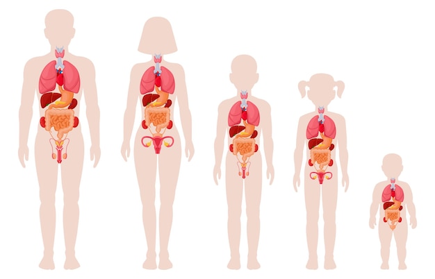 人体解剖学器官 男性 女性 女の子 男の子 新生児 内臓の位置 プレミアムベクター