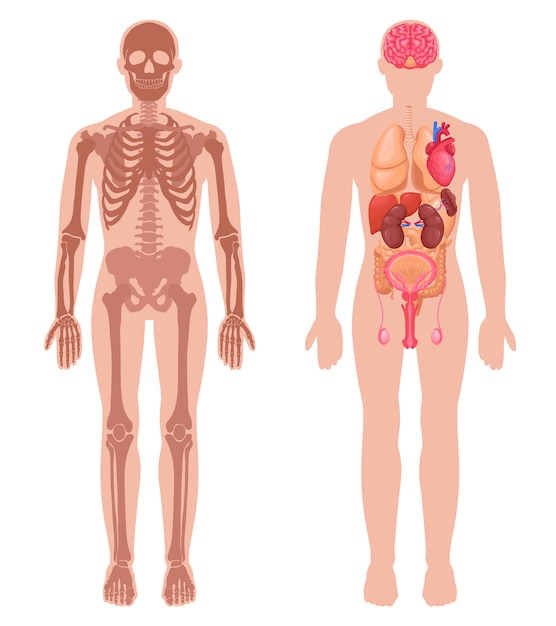 Download Free Vector | Human anatomy set