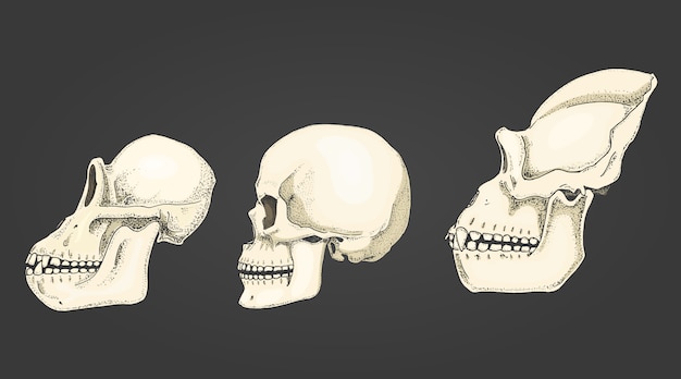 人間とチンパンジー ゴリラ 生物学と解剖学のイラスト 古いスケッチとビンテージスタイルで描かれた刻まれた手 サルの頭蓋骨またはスケルトンまたは骨の シルエット ビューまたは顔またはプロファイル プレミアムベクター