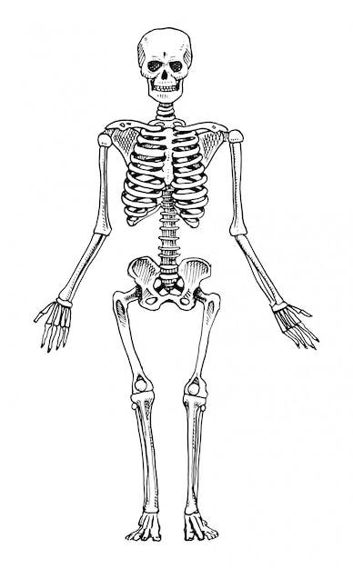 Premium Vector | Human biology, anatomy illustration. engraved hand ...