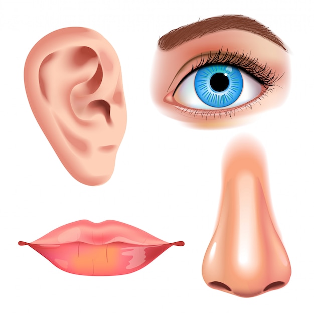 プレミアムベクター 人間の生物学 臓器の解剖学のイラスト リアルなスタイル 詳細な唇と耳 目またはビューに直面し 鼻で見てください