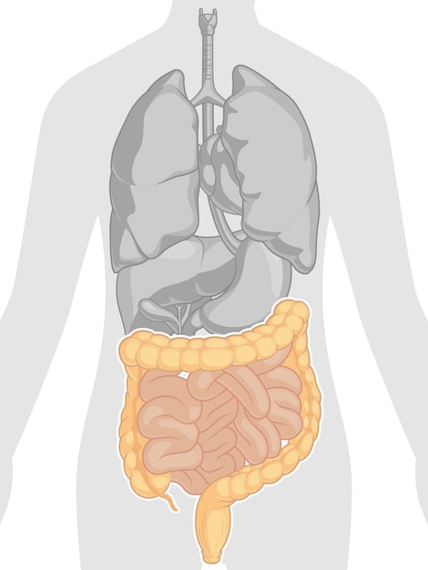 Premium Vector | Human body anatomy - intestines
