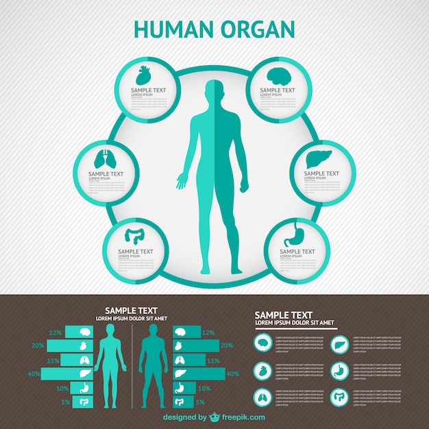 Download Free Vector | Human body infography