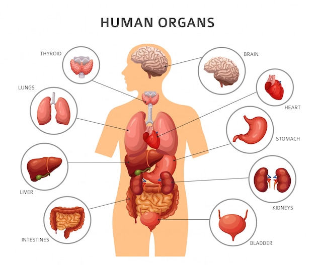 Download Premium Vector | Human body internal organs