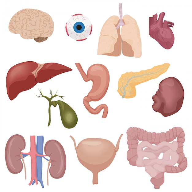 Download Human body internal parts organs set isolated. Vector ...