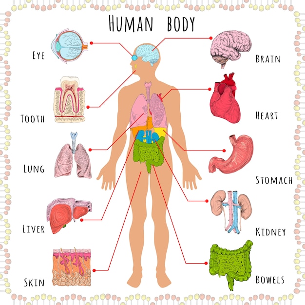 human body medical demographic_1284 2446