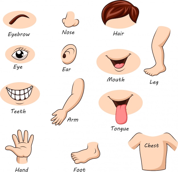 Human Face Parts - Face Parts - A Practical Source Book For Depicting
