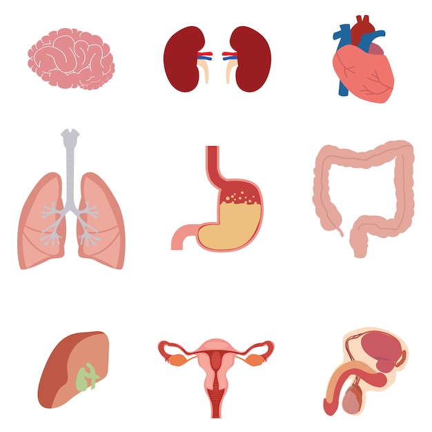 Download Free Vector | Human body parts collection