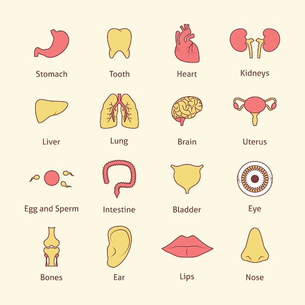 Download Human body parts collection | Free Vector