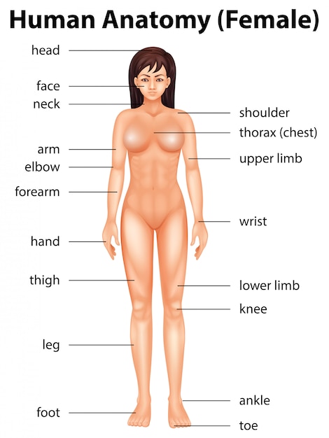 Femal Body Parts / Women S Health Matters The Female Body ...