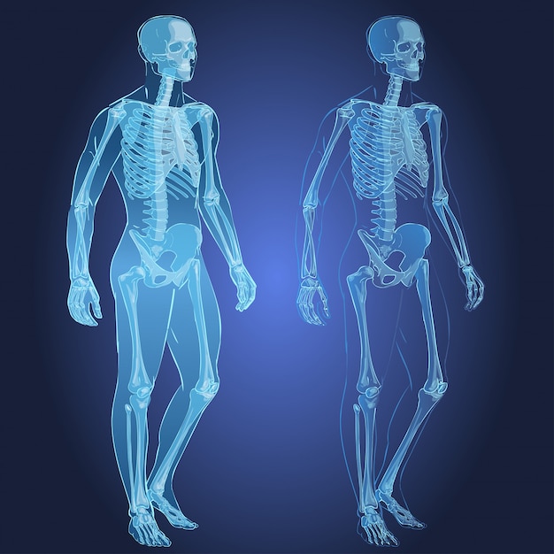 Download Human body and skeleton Vector | Premium Download