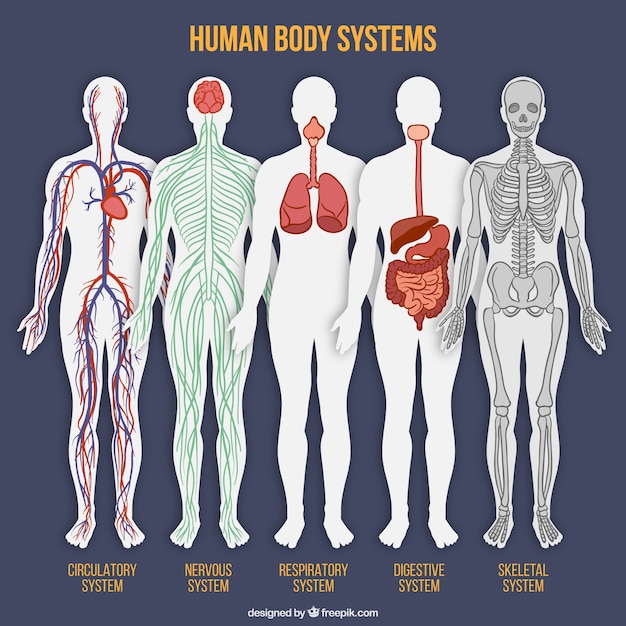 Human body system collection Vector | Free Download