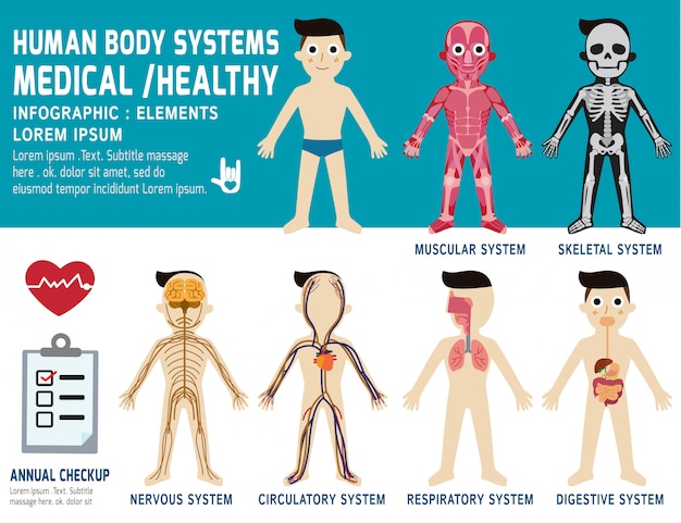 Human Organ Systems Chart