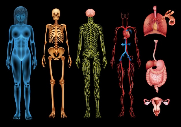 Download Premium Vector | Human body systems