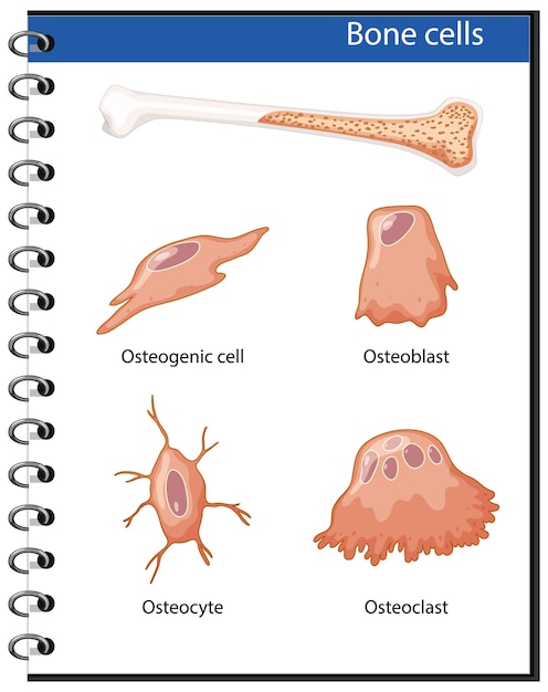 Free Vector | Human bone cells anatomy
