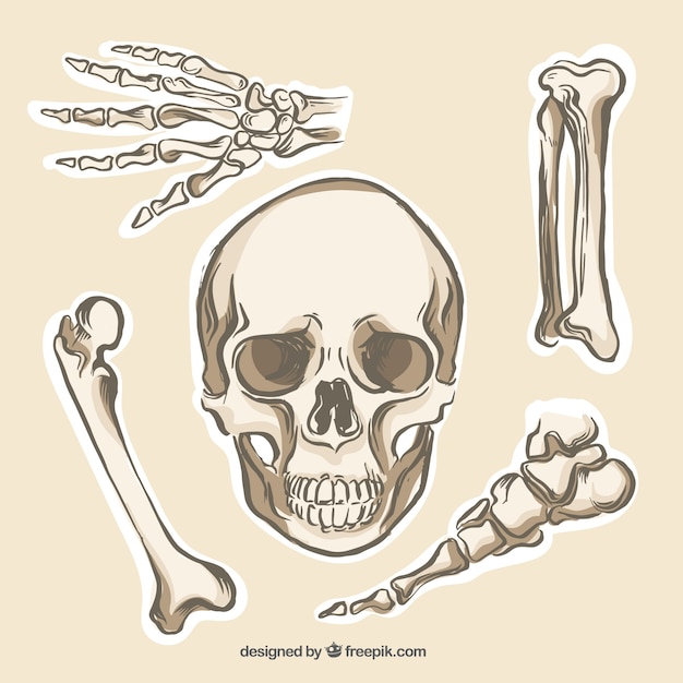 Premium Vector | Human bones collection