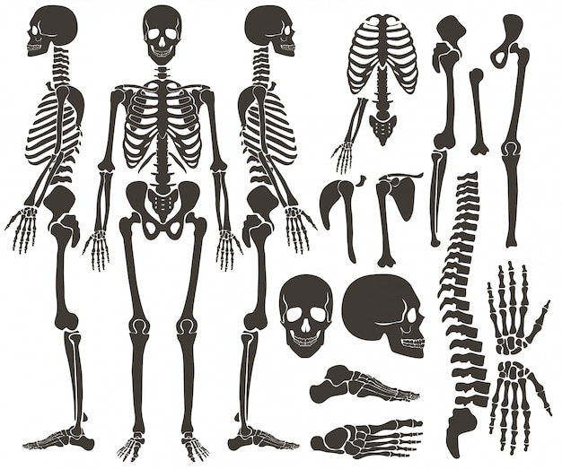 人間の骨の骨格 プレミアムベクター