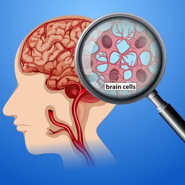 Premium Vector | Human brain cells anatomy
