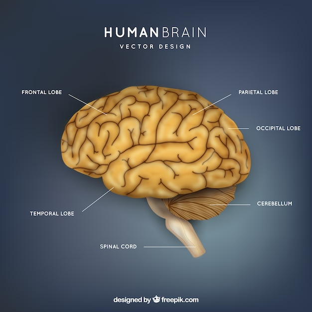 人間の脳のイラスト 無料のベクター