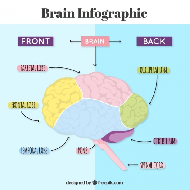 Free Vector | Human brain infographic with arrows and colors