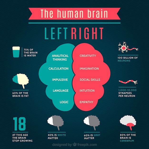 Premium Vector | The human brain infographic