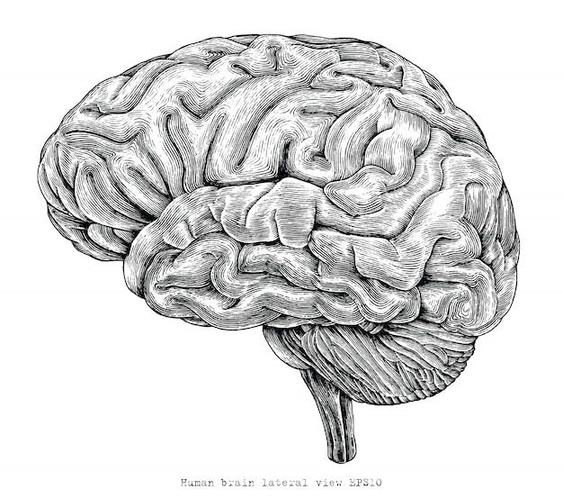人間の脳外側ビュー手描きのヴィンテージの彫刻イラスト プレミアムベクター