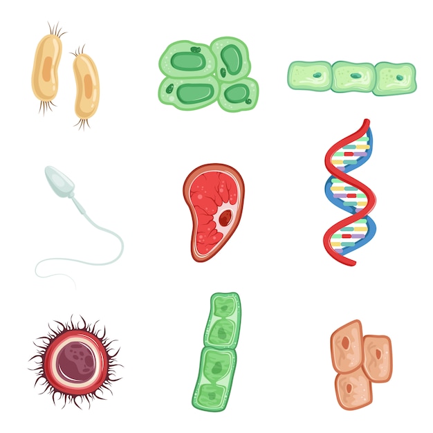 プレミアムベクター 人間の細胞セット 人間の生活の過程に関与する細胞は 白い背景の上のイラストの詳細