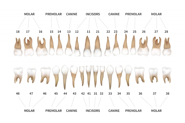 Human Dentition Full Infographic Chart With Teeth Numbers For