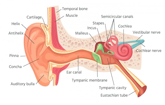 人間の耳の解剖学 耳の内部構造 聴覚器官のベクトル図 プレミアムベクター