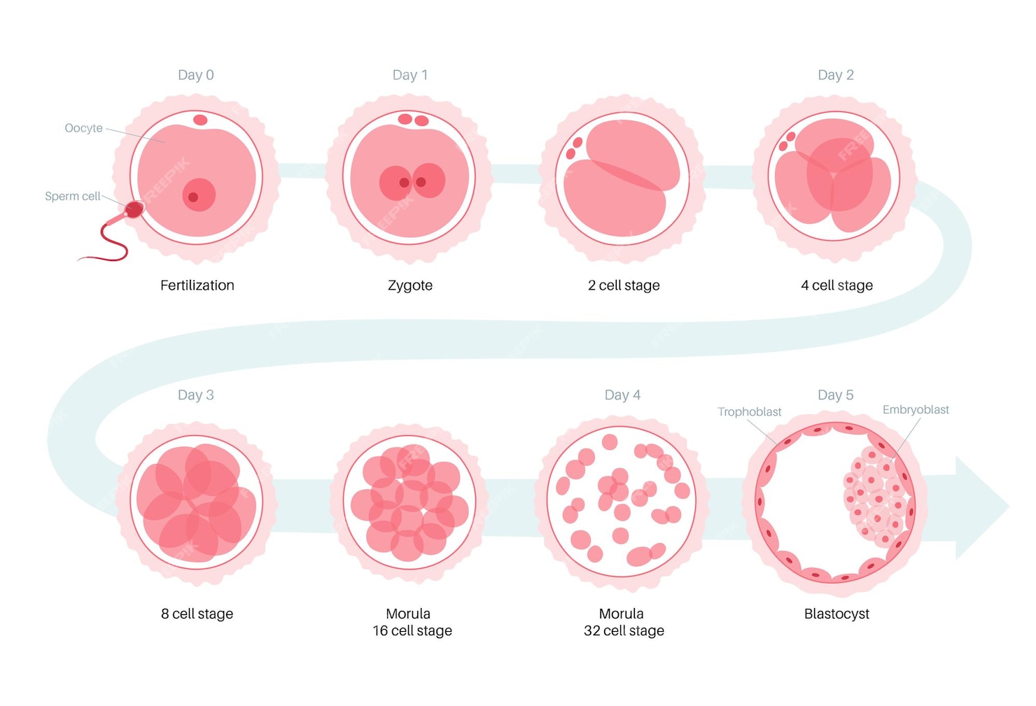 premium-vector-human-egg-cell-anatomy-fertilisation-gynecology-and