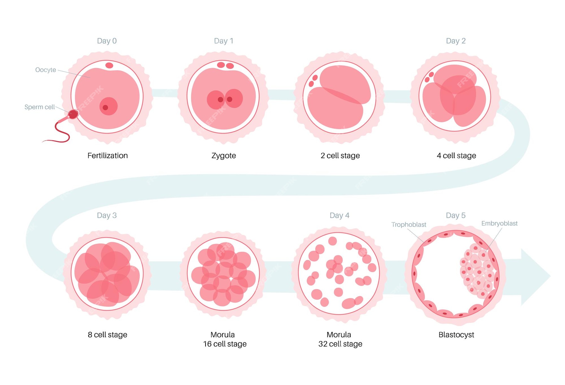 Premium Vector | Human egg cell anatomy. fertilisation, gynecology and ...