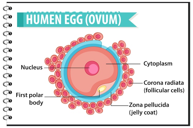 free-vector-human-egg-or-ovum-structure-for-health-education-infographic