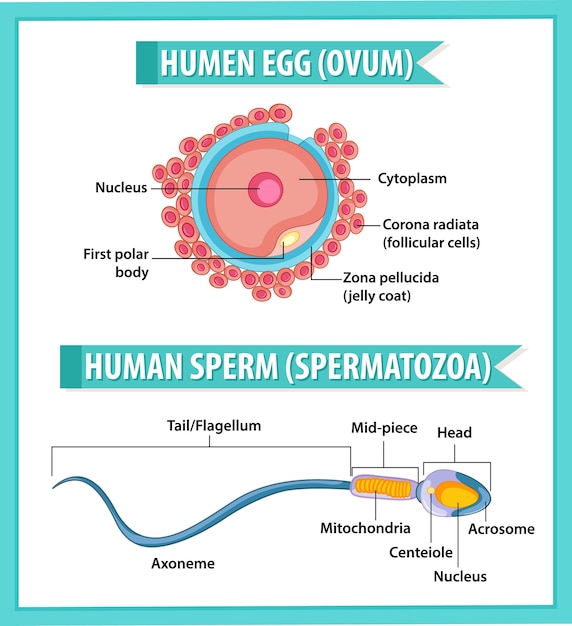 Free Vector | Human egg or ovum structure and human sperm or