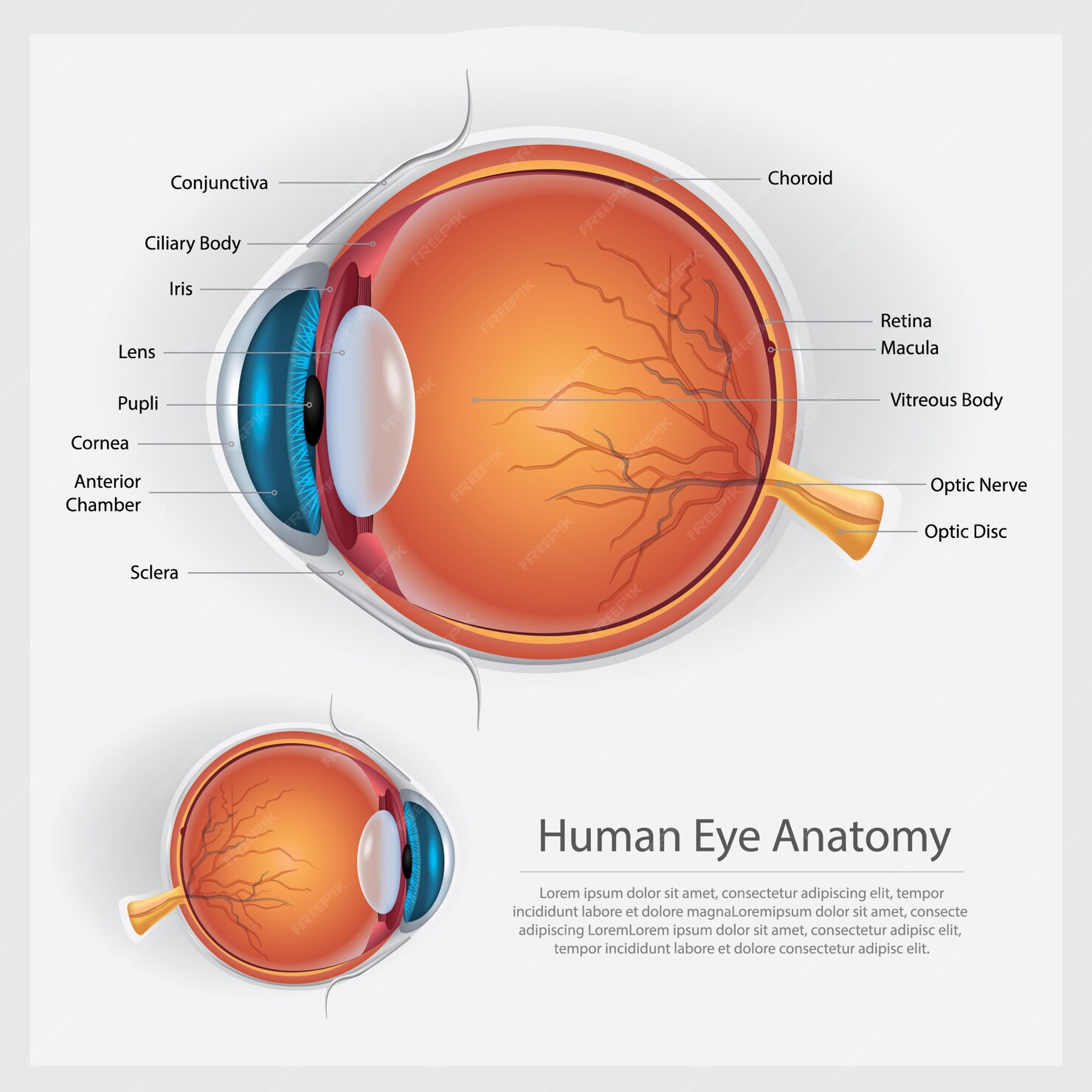 Premium Vector | Human eye anatomy vector illustration