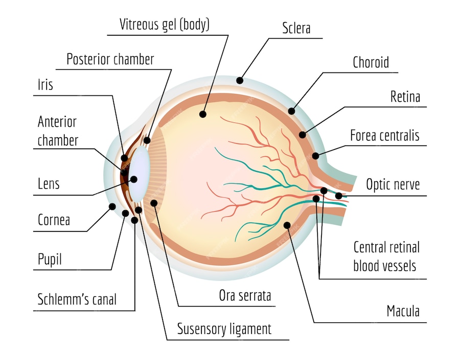 Premium Vector | Human eye section infographic, cartoon style