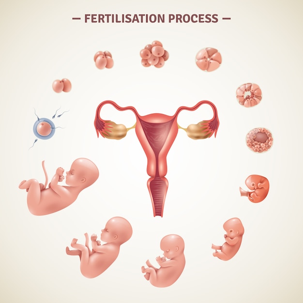 Human fertilization process poster Free Vector