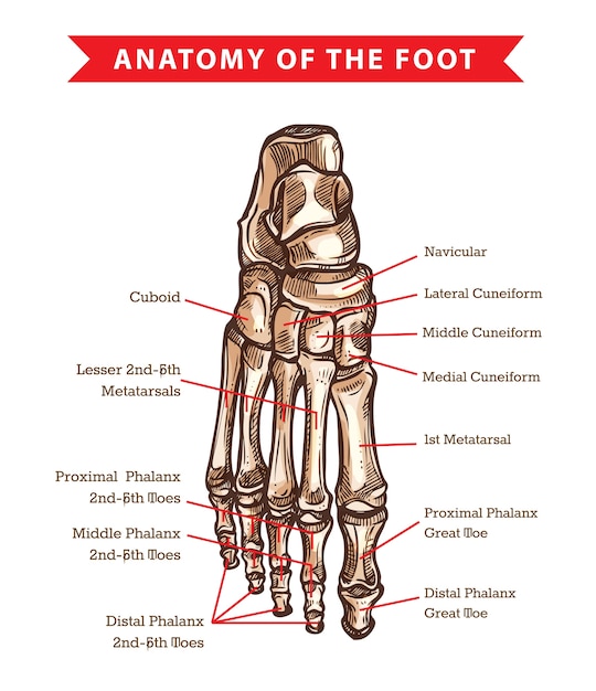 Premium Vector Human Foot Bones Anatomy Sketch Of Orthopedics Medicine Skeleton Leg Ankle Joints And Toe Phalanges Cuboid Metatarsal Navicular And Cuneiform Bones Hand Drawn Dorsal View Of Foot