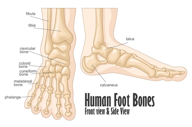 Premium Vector Human Foot Bones Front And Side View Anatomy