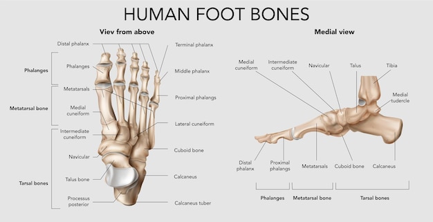 Free Vector | Human foot bones