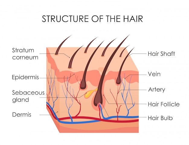 Premium Vector Human Hair Diagram Piece Of Human Skin And All Structure Of Hair On The White Background Medical Treatment Of Baldness Epilation Concept