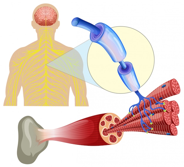 Premium Vector Human Healthy Muscle Nerves premium-vector-human-healthy-muscle-nerves