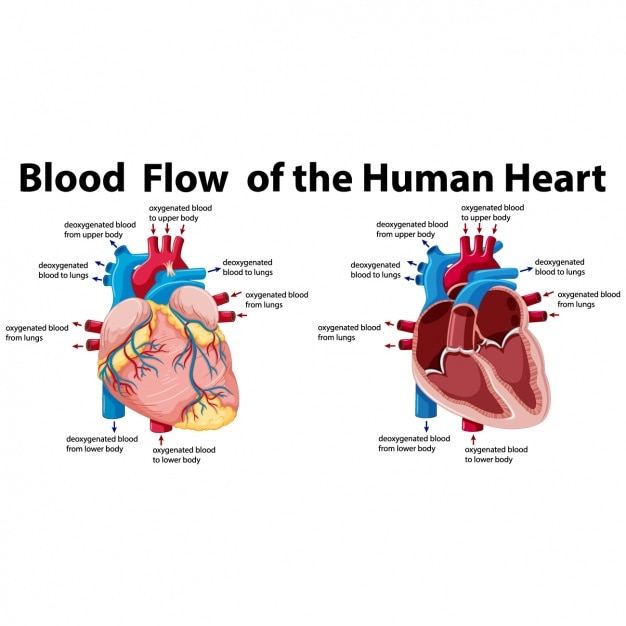 Premium Vector | The human heart study