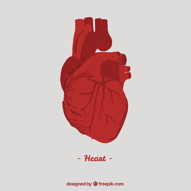 Human heart hd images free download