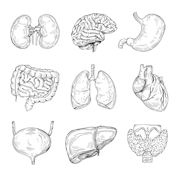 人間の内臓 手描きの脳 心臓と腎臓 胃と膀胱 プレミアムベクター