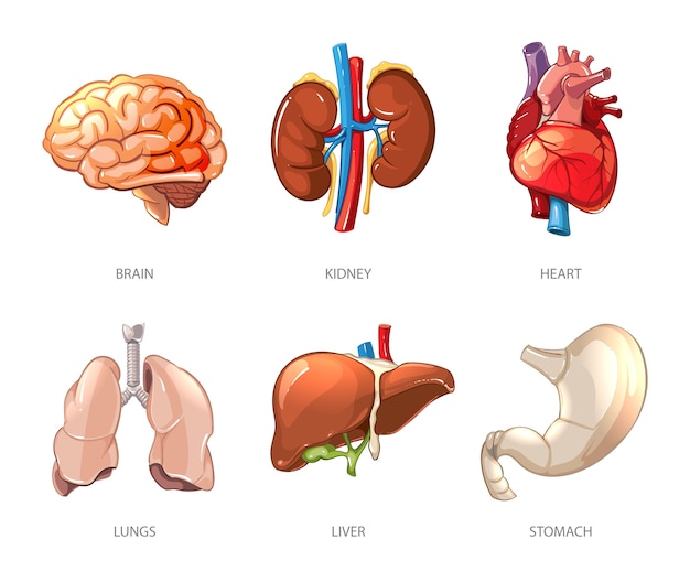 漫画のベクトルスタイルの人間の内臓の解剖学 脳と腎臓 肝臓と肺 胃と心臓のイラスト 無料のベクター