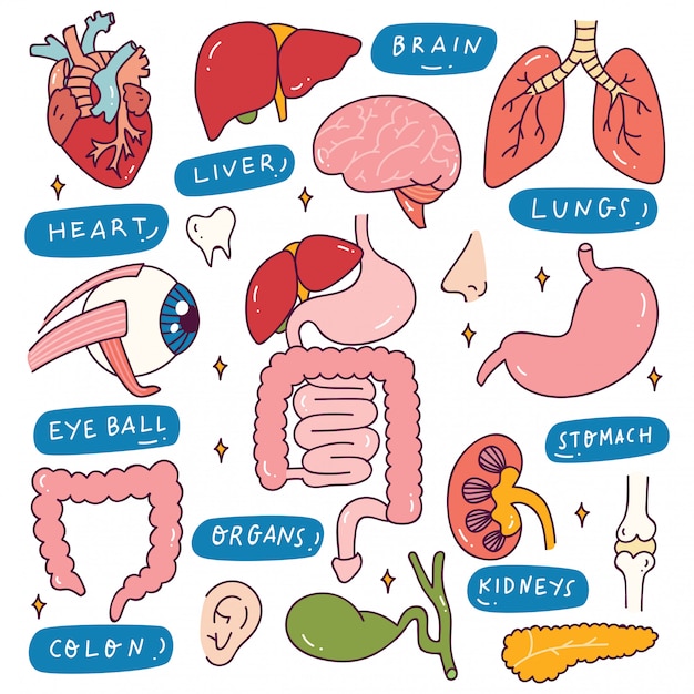 Premium Vector Human Internal Organs In Doodle Style