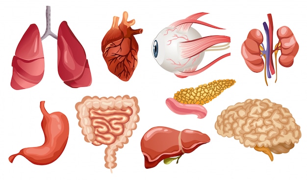 人間の内臓フラットアイコン 漫画のスタイルの大きなコレクション 重要な臓器の脳 心臓 肝臓 脾臓 腎臓 目 膵臓のセット プレミアムベクター